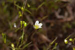 Greenland stitchwort